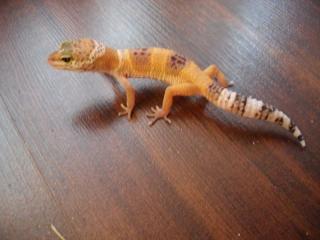 Leopardgeckos NZ 2021