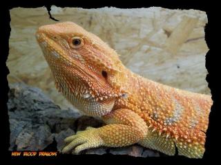 Herpetal Bearded Dragon Award Gewinner