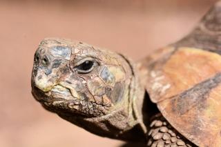 Griechische Landschildkröten Thh Schlupf Sept. 2024 zu verkaufen