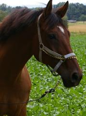 Charaktervoller Trakehner-Wallach