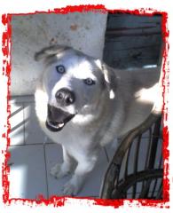 Husky-Hirtenhund Mix, Dringend ein neues zuhause