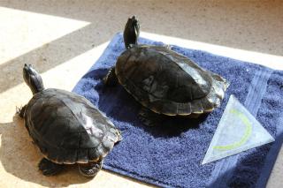 Zwei Gelbwangen-Schmuckschildkröten Wasserschildkröten umsonst abzugeben