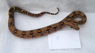 Boa constrictor imperator