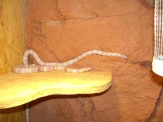 Lampropeltis g. Californiae Kalifornische Kettennatter Albino