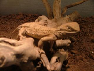 Pogona henrylawsoni Zwergbartagame