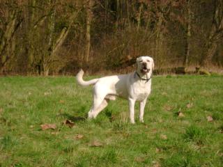 Sportlicher Labrador Deckrüde sucht Frau zum Decken