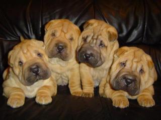 SHAR-PEI - süße Welpen mit FCI Stammbaum