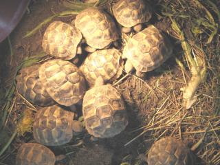 Griechische Landschildkröten Babys