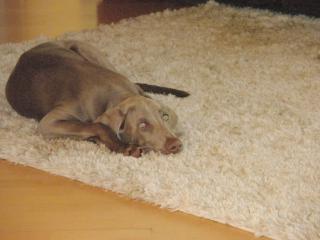 Weimaraner Rüde Pancho, 9 Monate alt, sucht neues liebevolles Zuhhause