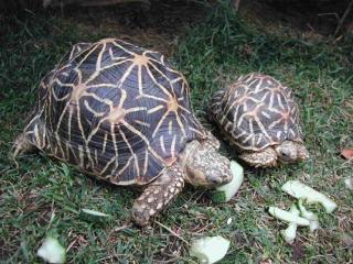 STERNSCHILDKROTEN NACHZUCHT 2021 AB ZU GEBEN