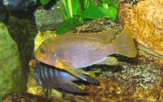 Iodotropheus sprengerae