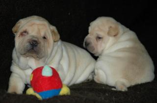 SHAR PEI WELPEN