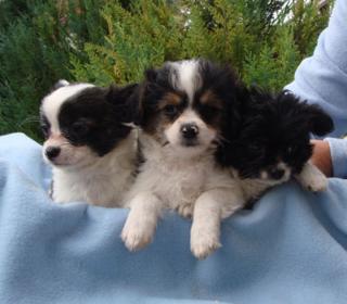 Niedliche Mini-Mix-Welpen Papillon x Malteser