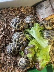 Griechische Landschildkröten, NZ 2023