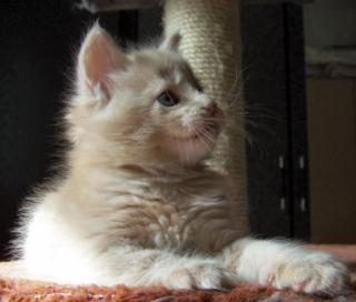 Sehr typvolle Maine Coon Kitten