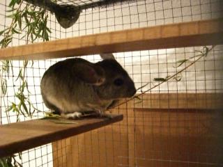 Chinchilla-Dame, Alter 18 Monate, ab 01/08