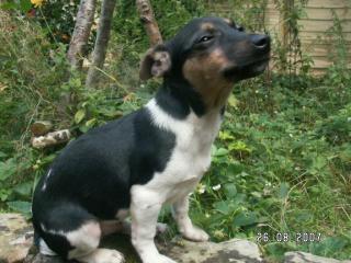 Zuckersüße Jack Russels, Niedliches Geschwisterpärchen