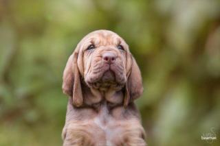 Bloodhound Welpen reinrassig mit Papiere / keine Inzucht Inzest Verpaarung