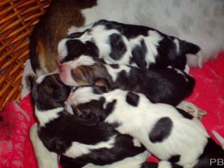 6 Beagle Welpen abzugeben