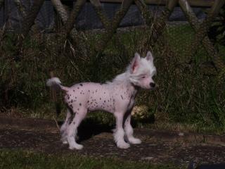 Bildhübsche Chinese Crested Welpen