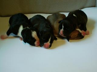 Welpen American Staffordshire Terrier Amstaff American Stafford