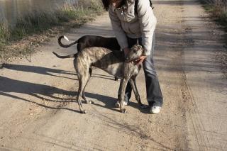 Diese bildhübschen Galgos suchen dringend neues Heim