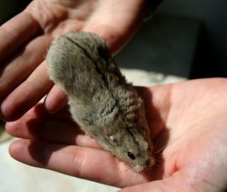 Steppenlemming männl. abzugeben, Wuppertal