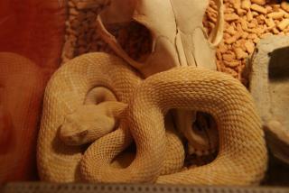 Crotalus Atrox Albino