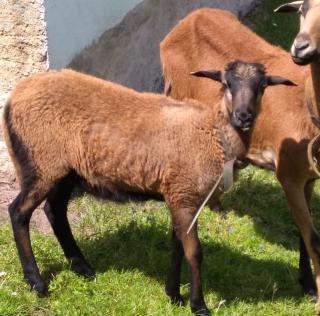 Barbados Bocklamm zum Tausch