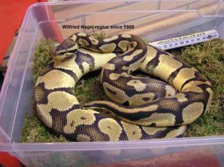 Königspython Python regius Farbmorphe pastel