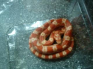 Pantherophis guttatus