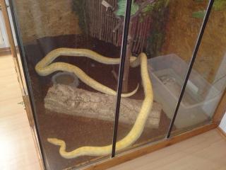 Albino Tigerpython Päärchen zu verkaufen