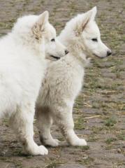 Weißer-Schweizer-Schäferhund-Welpen