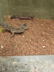 Leopardgeckos plus Terrarium