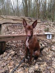 Podenco Rüde Sam sucht seine Menschen