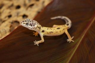 Leopardgeckos Eublepharis macularius