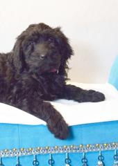 Zauberhafte Blackdoodle Goldendoodle Welpen abzugeben