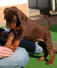 Suße Dobermann Welpen - suchen ein neues Heim