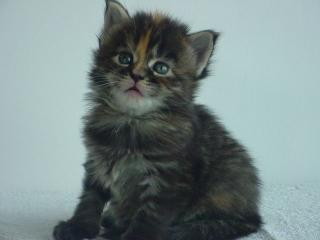 MAINE COON KITTEN