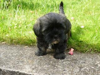 Süße Hundebabys zu verkaufen