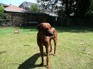 Rhodesian Ridgeback Kutsi Rüde 16 monate alt