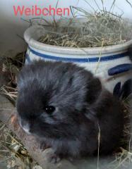 Chinchilla Babys Angora / Angoraträger suchen ein Zuhause