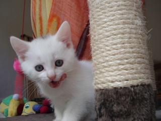 SCHNEEWEIßER Kater schwarz-silberne Mieze, 10 Wochen alt, suchen ein Zuhause