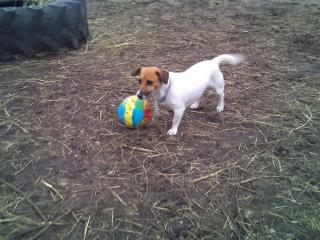 Jack Russell Hündin