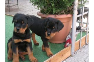 3 süße reinrassige Rottweiler Rüden 14 Wo. alt