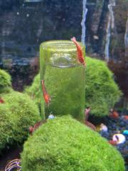 Red fire Neocaridina Garnelen fürs Aquarium Fische Krebse