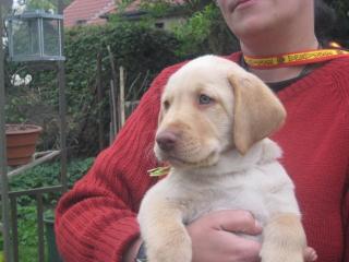 3 blonde Labrador-Rüden wollen seßhaft werden