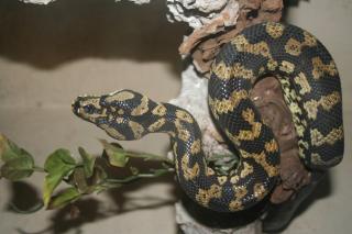 Moralis s. variegata 1. 1 Teppichpython-Crossing