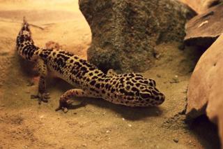 Leopardgecko Männchen