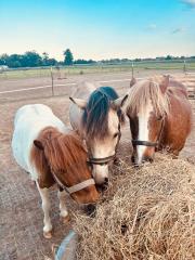 Reitbeteiligung/Pflegebeteiligung für meine Ponys